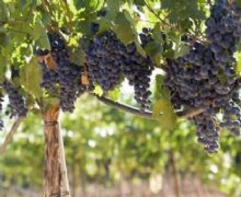 El Consejo de Gobierno de la región aprueba la derogación de la ley del vino