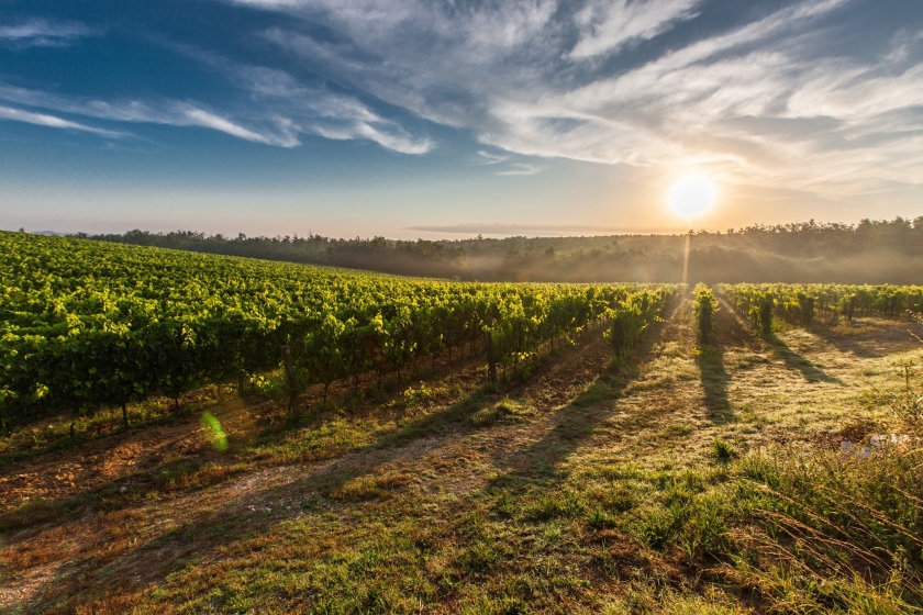 Estrategia sector vitivinícola español 2022-2027