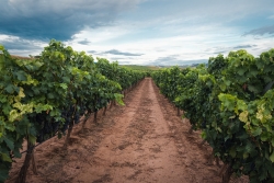 Fotografía de Grado mínimo de uva de vinificación- Campaña 2022-2023, ofrecida por FEDA