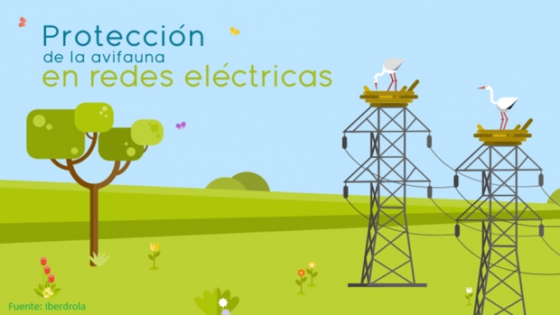 Fotografía de Informe sobre el aislamiento de los cortacircuitos XS para proteger la avifauna, ofrecida por FEDA